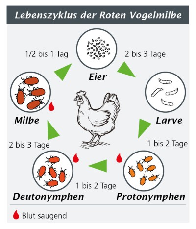 Lebenszyklus der Roten Vogelmilbe